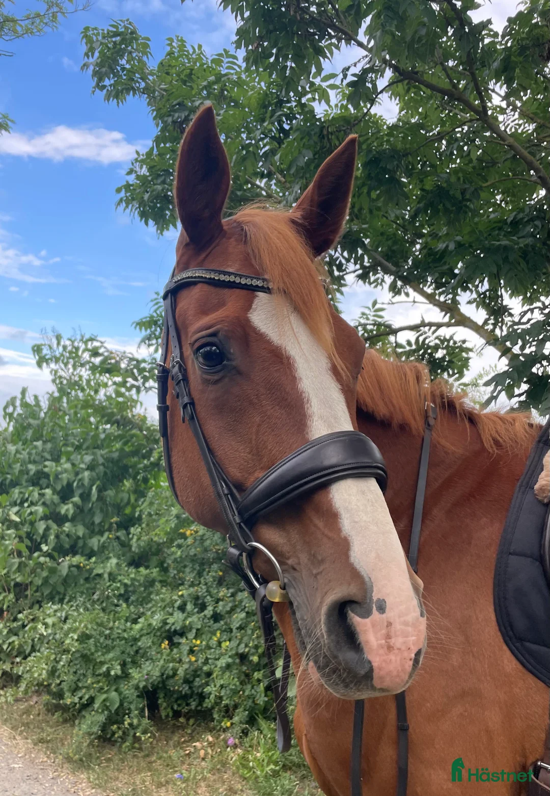 Träns hästutrustning till salu: Dressyrträns JH Collection i Kristianstad - Annons 2