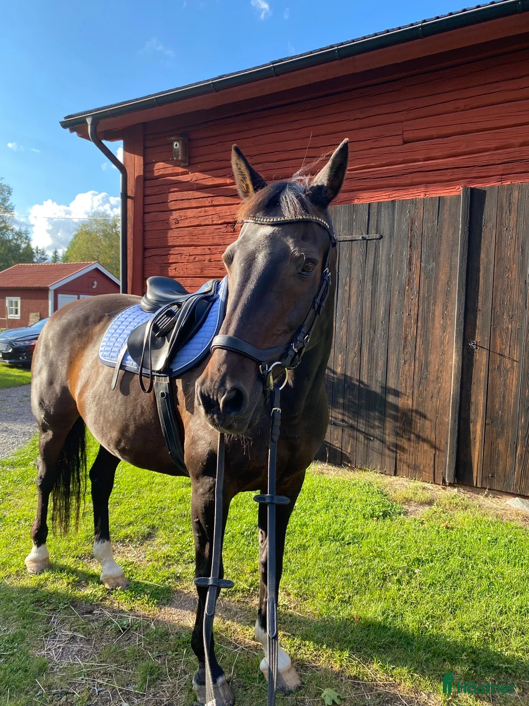 Allround hästar till salu: Trevlig bästavän i Årsunda - Annons 3