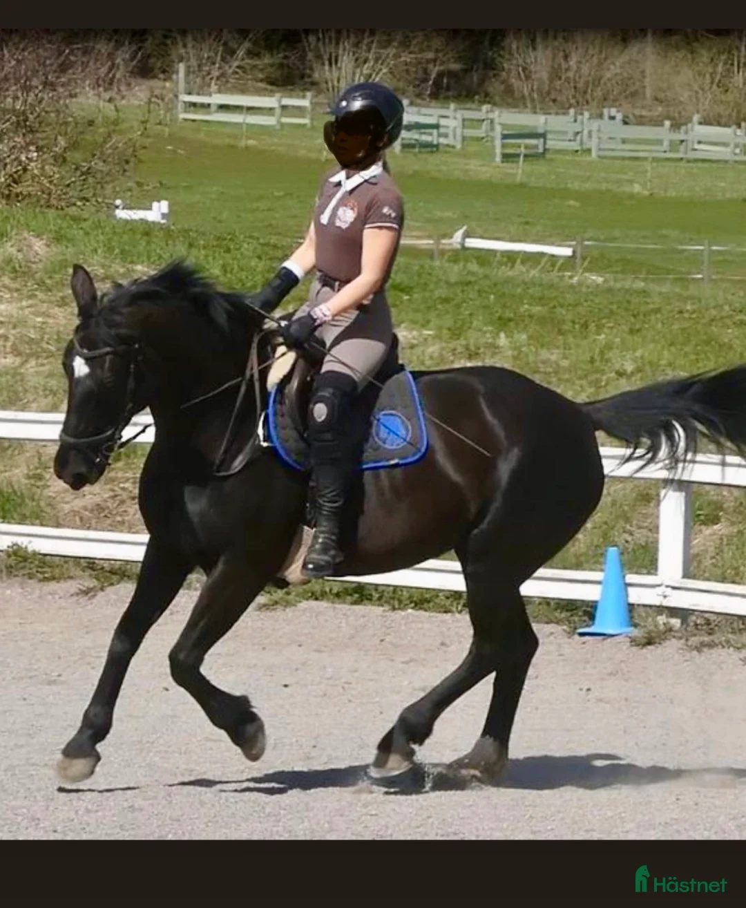 Allround hästar till salu: Voltige/Allroundhäst  - Annons 2