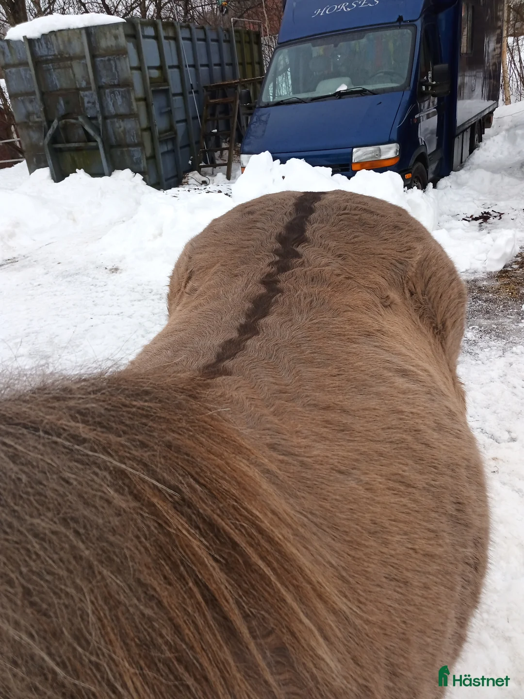 Island hästar till salu: Arbetsvilligt sto med fina gångarter, fler bilder. - Annons 6