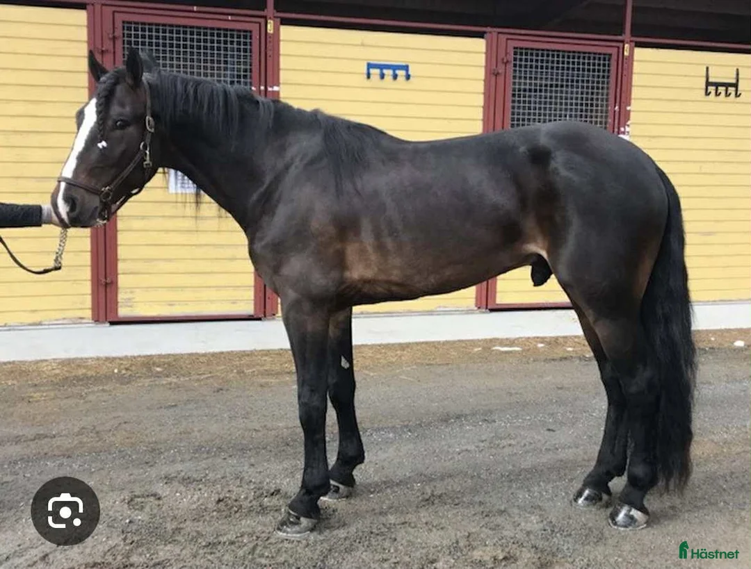 Allround hästar till salu: Kolla hit!  - Annons 2