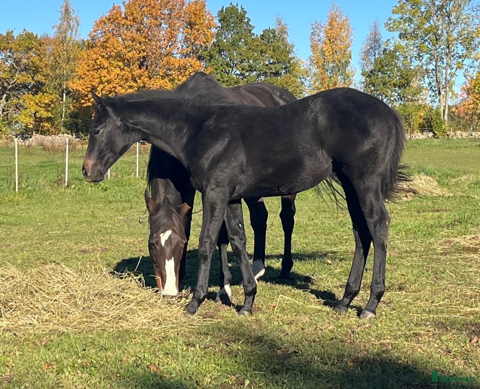  hästar Hingst Föl 75% fullblod - Annons 2