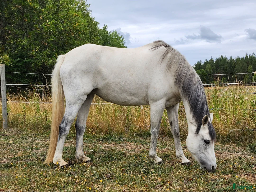 Sällskap hästar till salu: Sällskapsponny söker hem i Knivsta - Annons 3