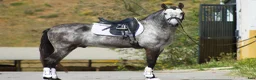 Dressyr hästar till salu: Vacker PRE kille i Guadarrama - Annons 5