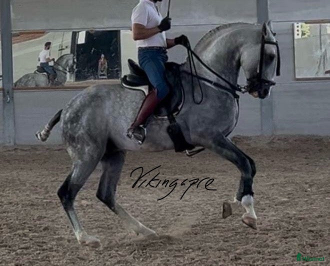  hästar Kvalitets PSLusitano valack  i Guadarrama - Annons 1