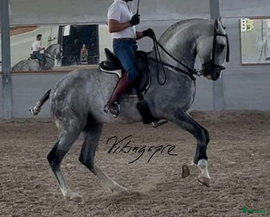 Allround hästar till salu: Kvalitets PSLusitano valack  i Guadarrama - Annons 1