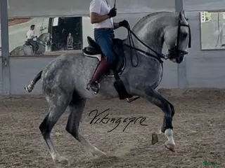 hästar Kvalitets PSLusitano valack i Guadarrama - Annons 1