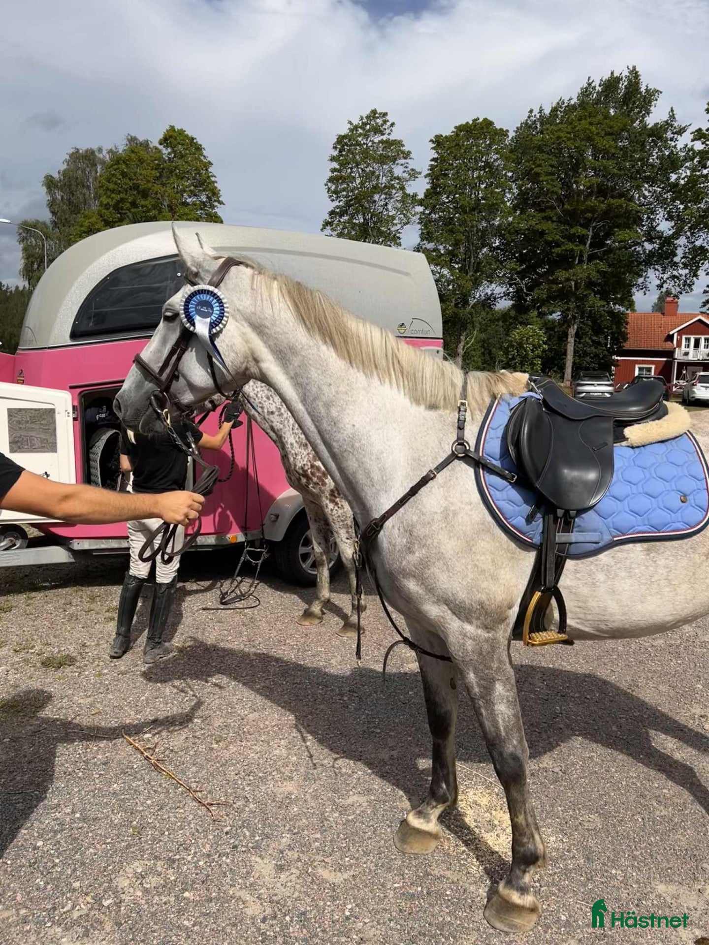  hästar Vackert skimmelsto med hoppkapacitet  - Annons 2