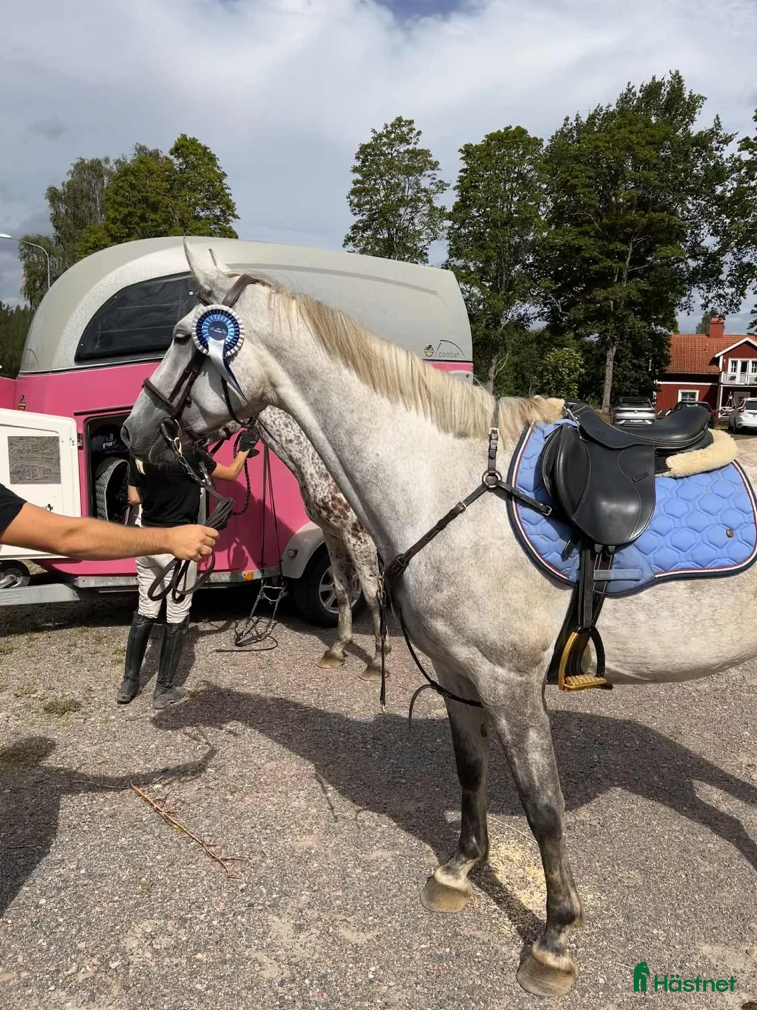 Hoppning hästar till salu: Vackert skimmelsto med hoppkapacitet  - Annons 2