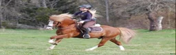  avel finnes: Till avel  - Annons 2