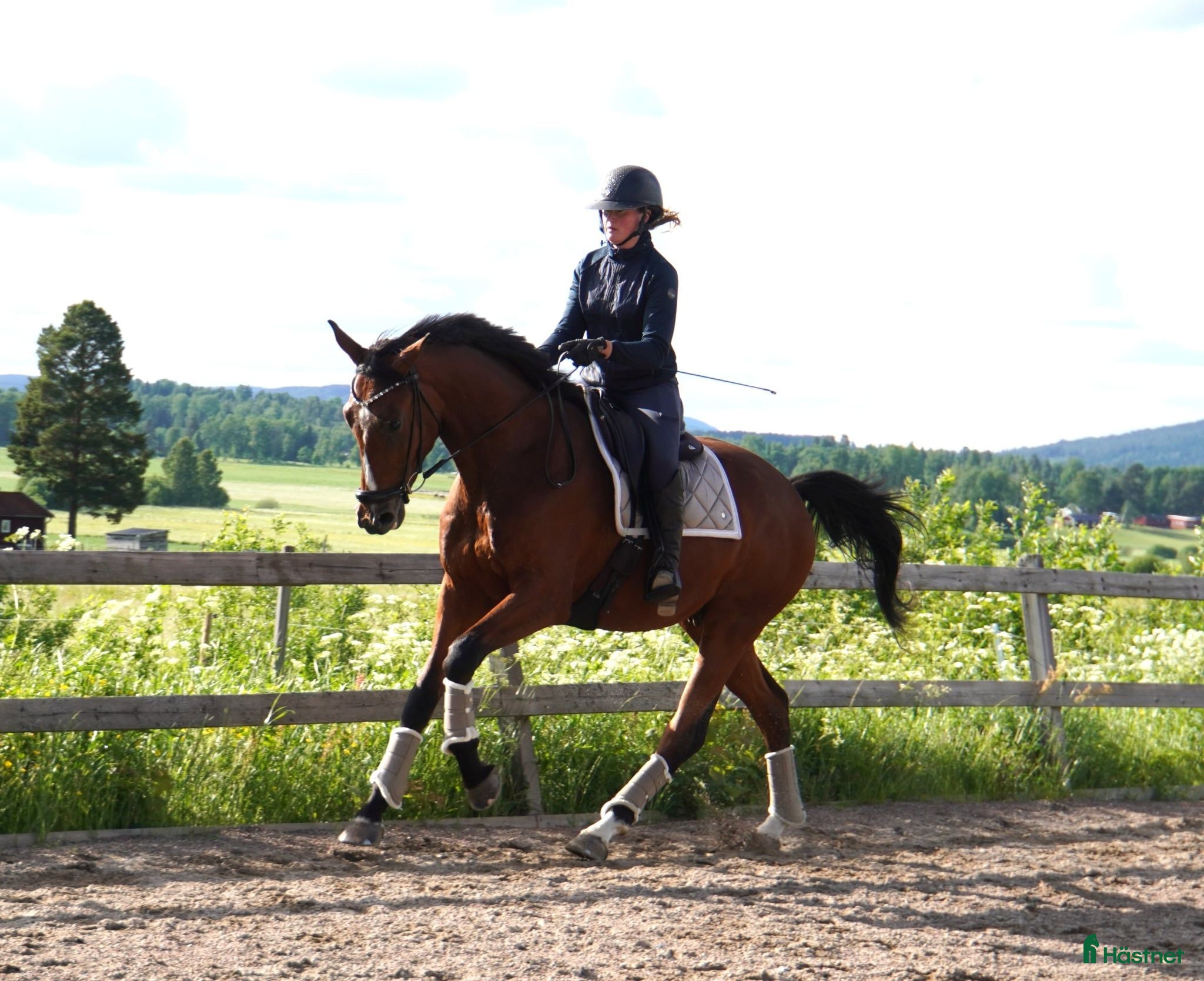  hästar Dressyrhäst med riktigt bra galopp!  - Annons 2