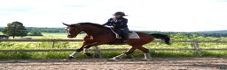 Dressyr hästar till salu: Dressyrhäst med riktigt bra galopp!  - Annons 1