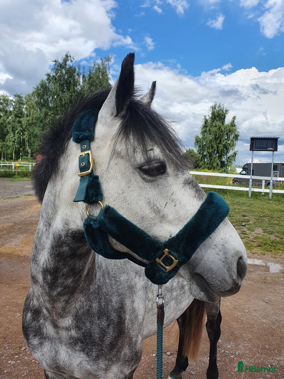 Dressyr hästar till salu: Dressyrponny i Linghem - Annons 5