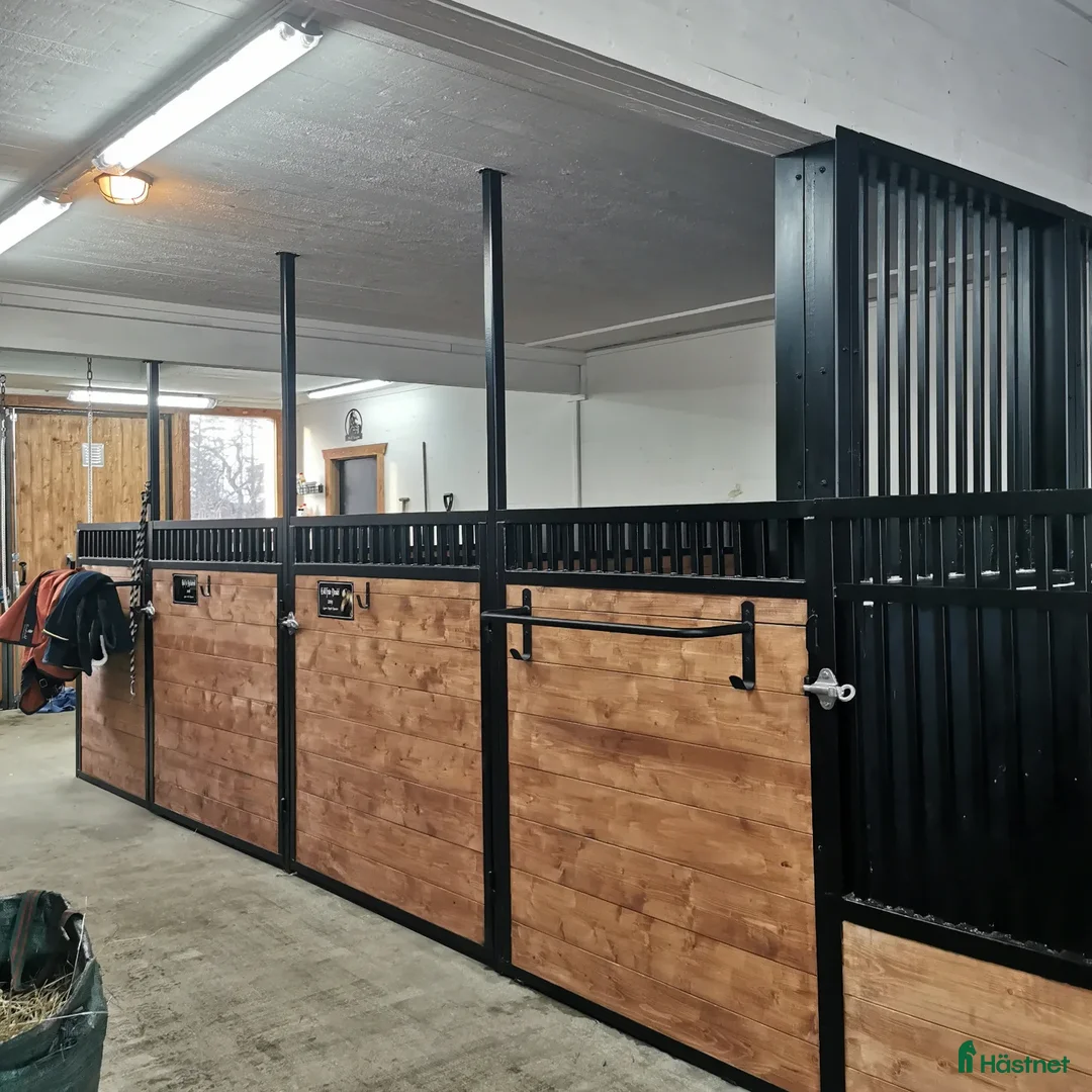 Allround hästar sökes: Läromästare sökes  i Kilafors - Annons 3