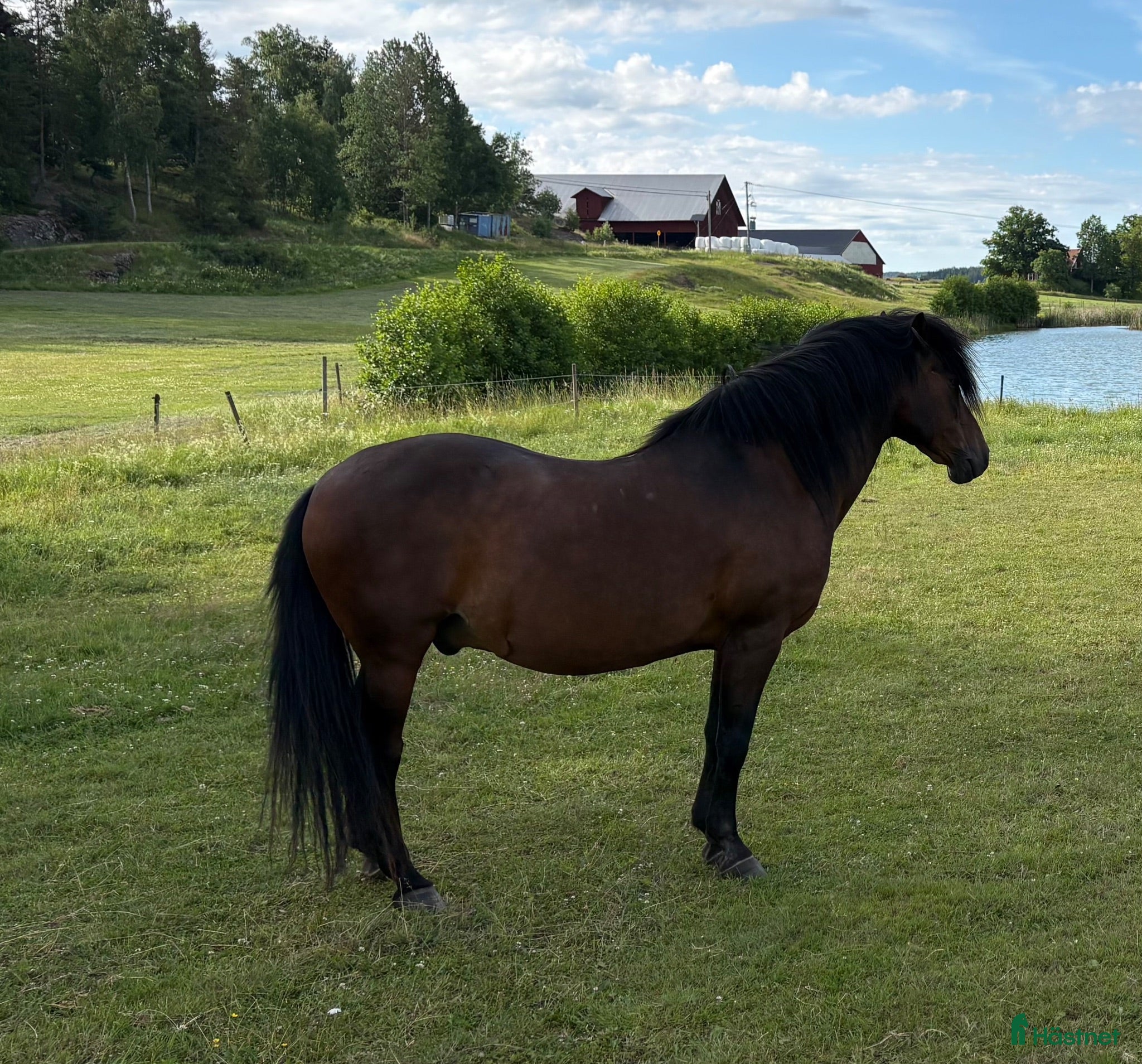  hästar Välbehållen vacker vallack - Annons 1