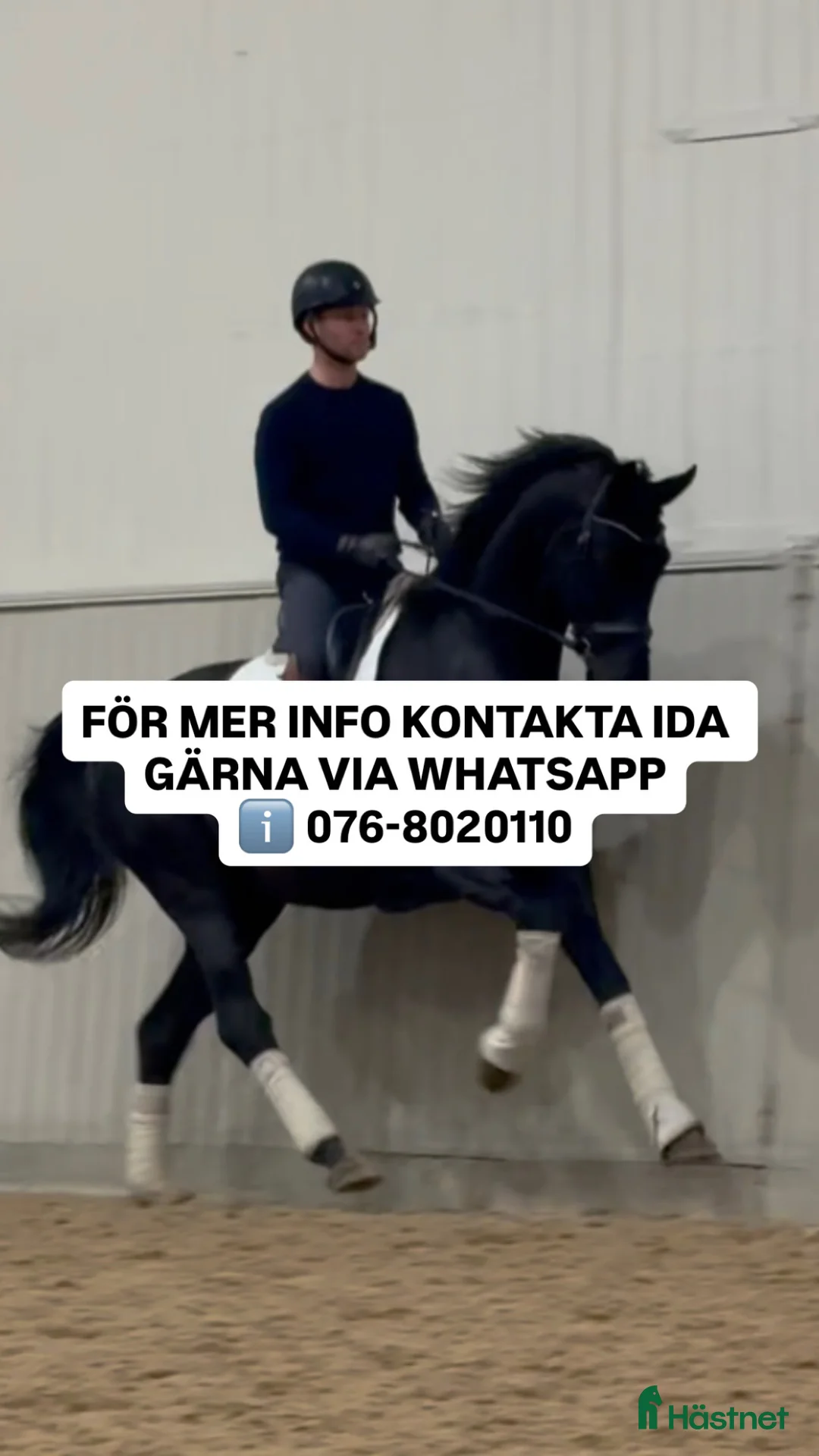 Dressyr hästar till salu: Snäll och okomplicerad unghäst🌟 i Bålsta - Annons 2