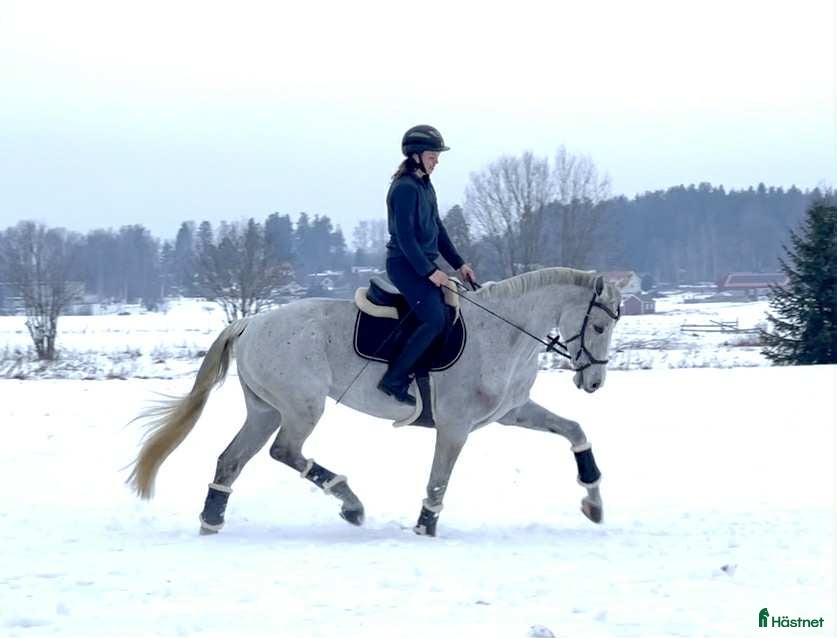  hästar Välriden multitalang! i Sala - Annons 12