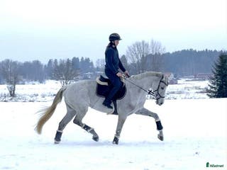hästar Välriden multitalang! i Sala - Annons 12