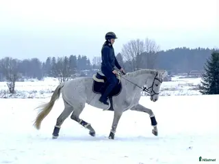hästar Välriden multitalang! i Sala - Annons 12