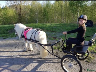 Övrig Hästutrustning hästutrustning till salu: Bröstsele och baksele i Ljungaverk - Annons 9