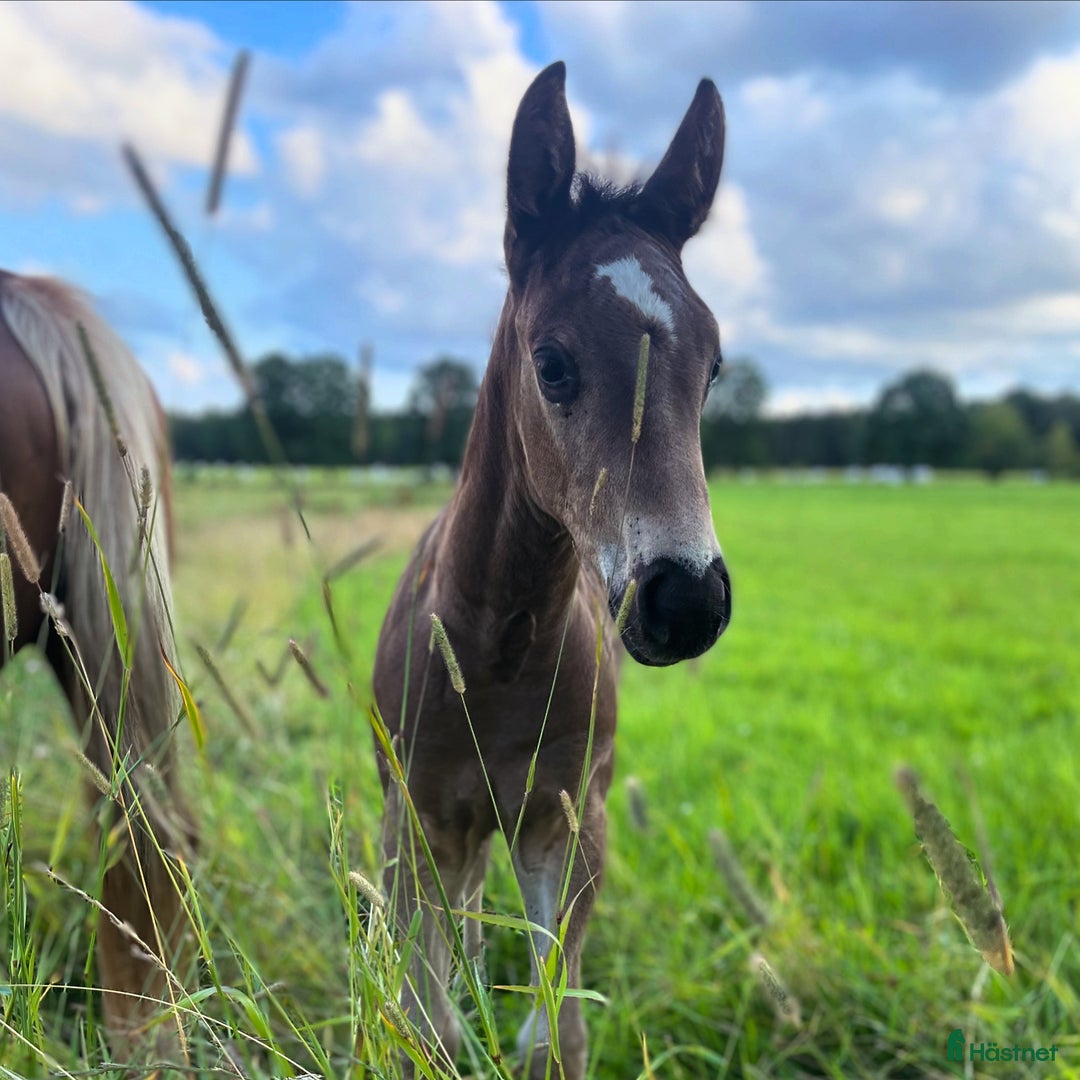 Western hästar till salu: Framtida Reining/cowhorse 💫  i Hjo - Annons 4