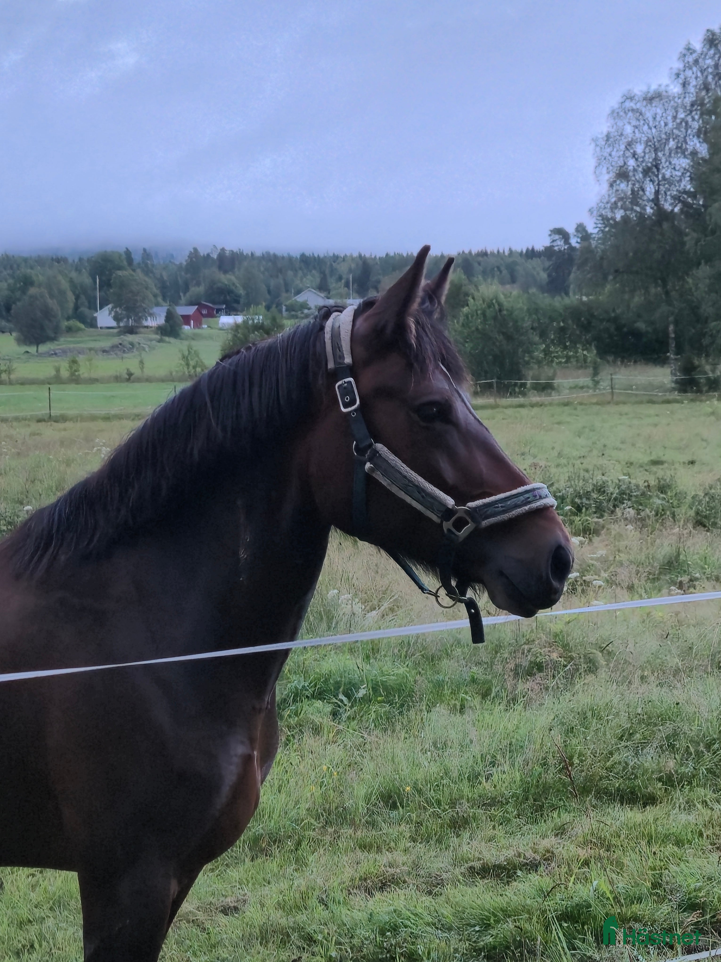  hästar Snyggt Kallblodssto - Annons 10