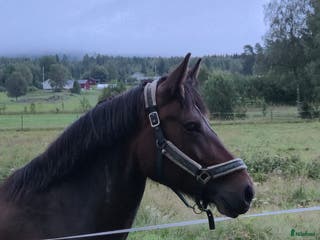 hästar Snyggt Kallblodssto - Annons 5