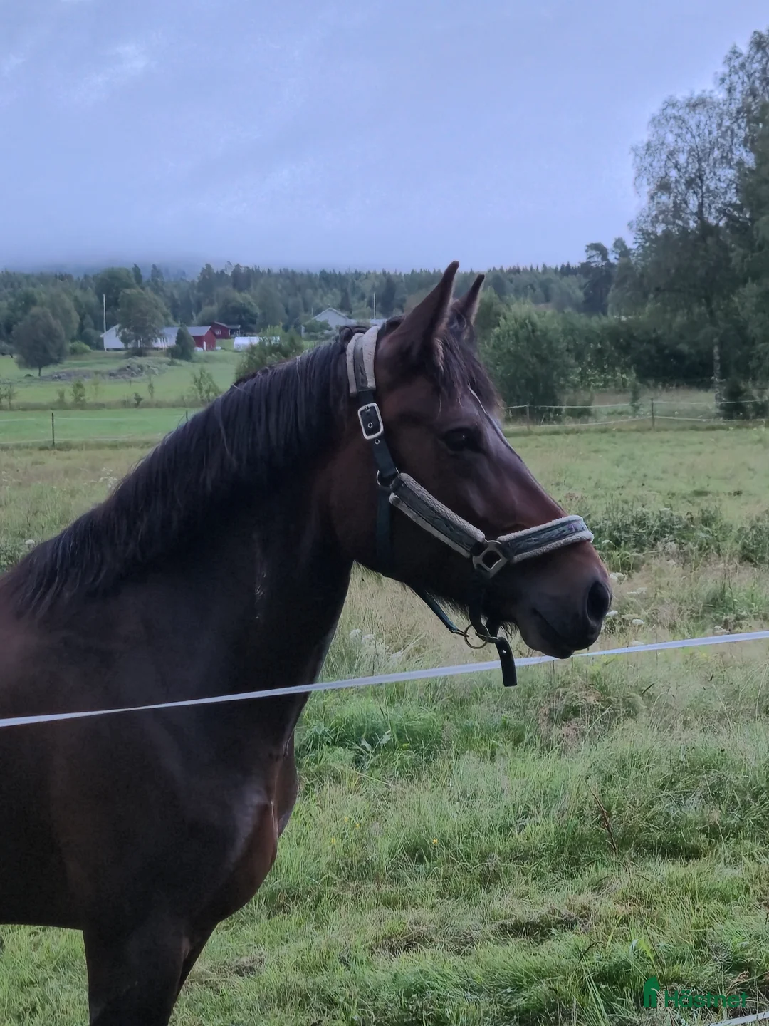 Allround hästar till salu: Snyggt Kallblodssto - Annons 1