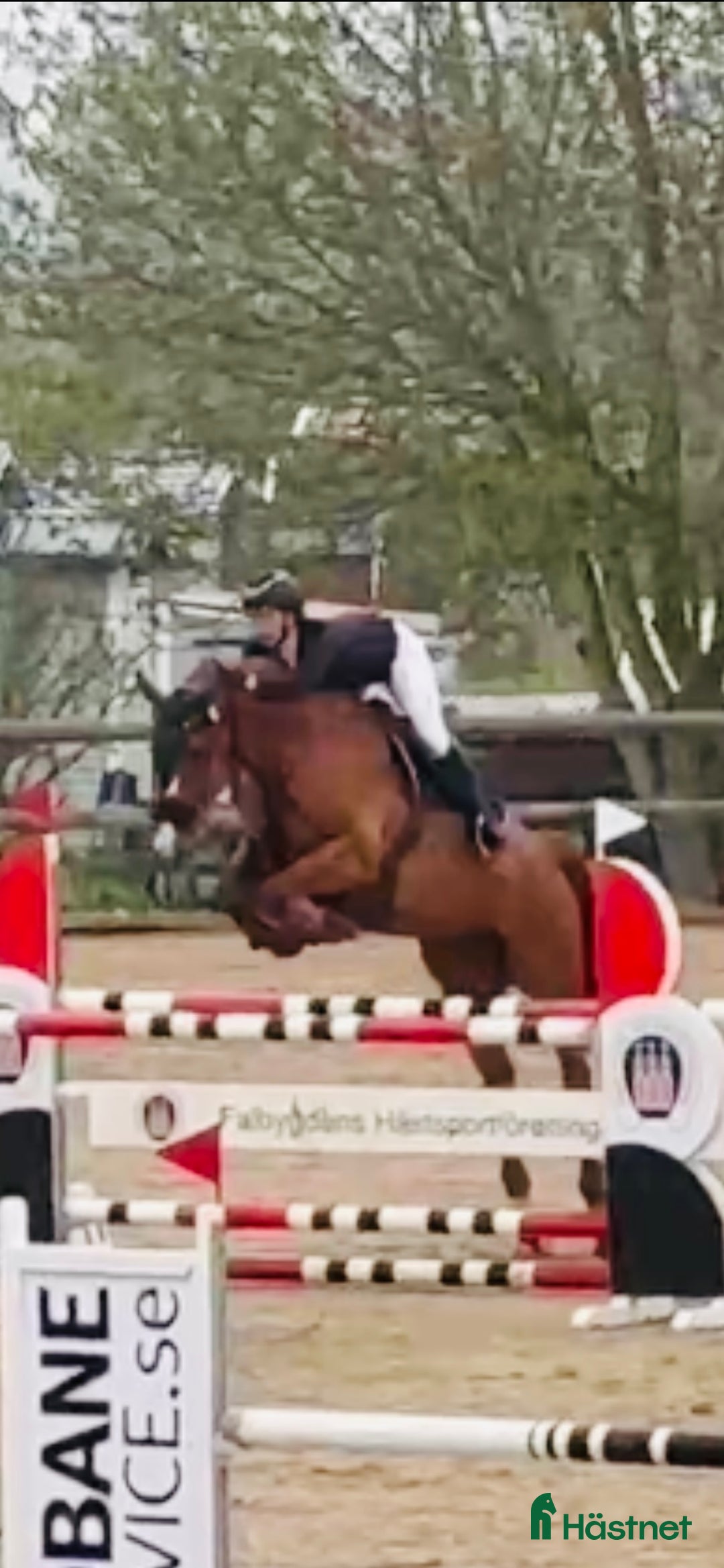 Hoppning hästar till salu: Supertemperament och mkt god ridbarhet - Annons 3