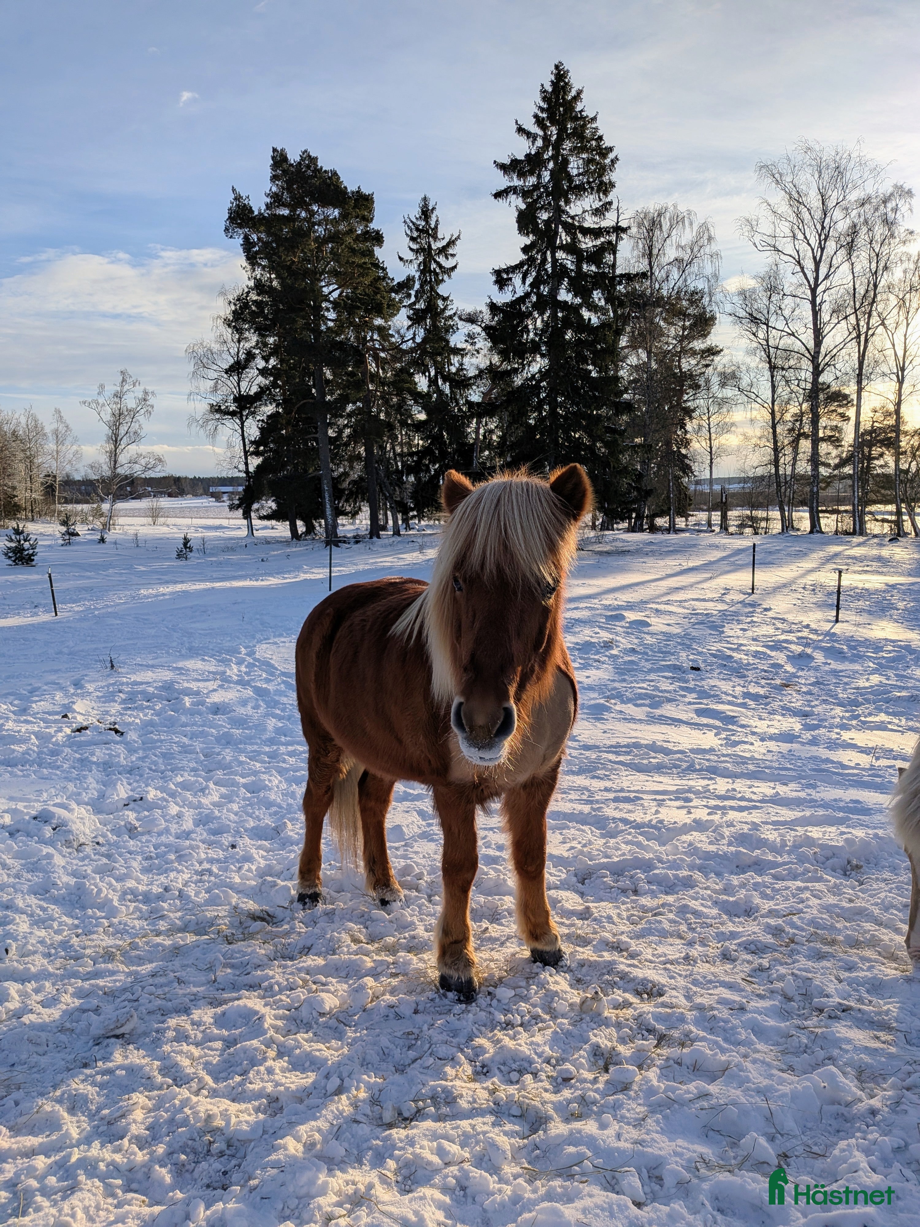  hästar Menja från Kyrkbyn - mycket trevlig islandshäst  i Stigtomta - Annons 11
