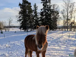 hästar Menja från Kyrkbyn - mycket trevlig islandshäst i Stigtomta - Annons 11