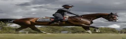 Avelshästar hästar till salu: Fantastiskt avelsto  - Annons 3