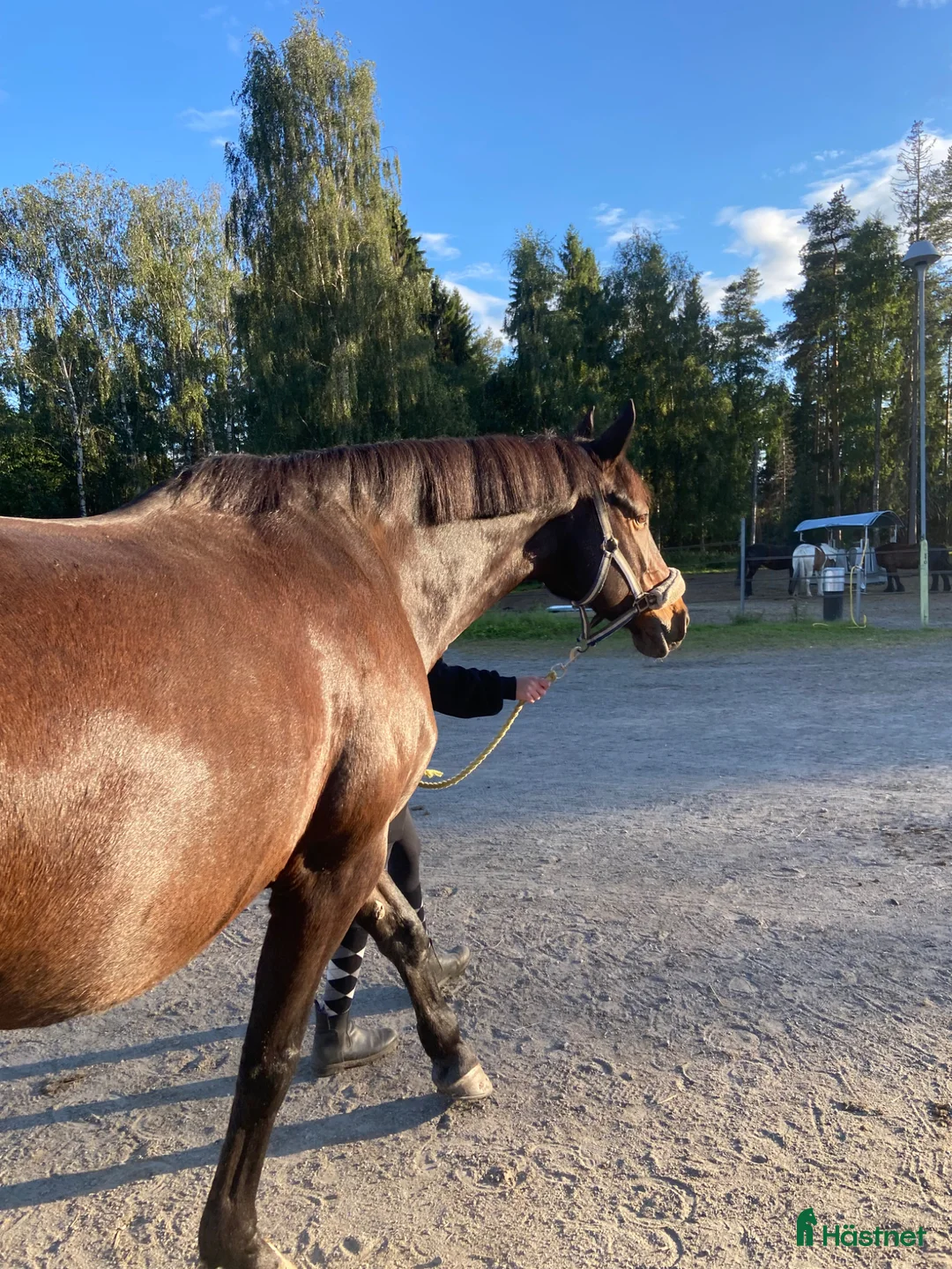Allround hästar sökes: Söker sommarhäst 📍Umeå - Annons 1