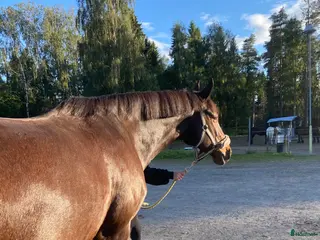 hästar Söker sommarhäst 📍Umeå - Annons 4