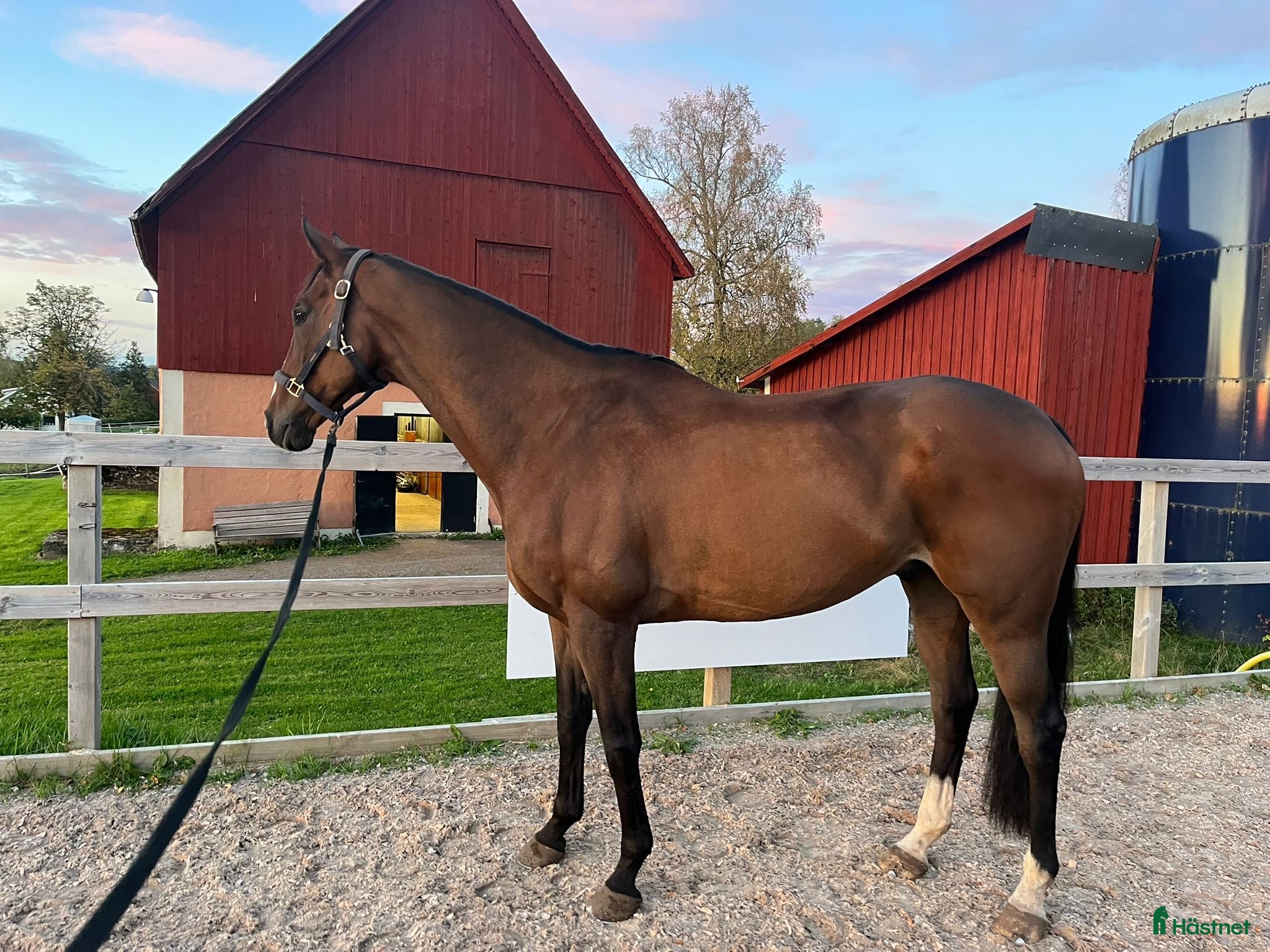 hästar Erfaren fälttävlanshäst söker nytt hem i Sunne - Annons 1