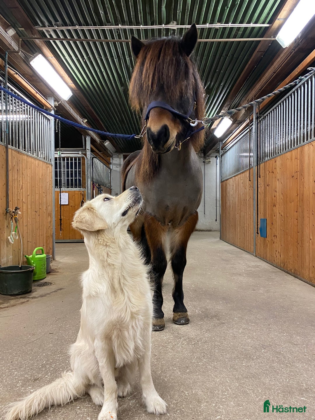 Sällskap hästar till salu: Sällskapshäst söker sitt föralltid hem i Rimbo - Annons 3
