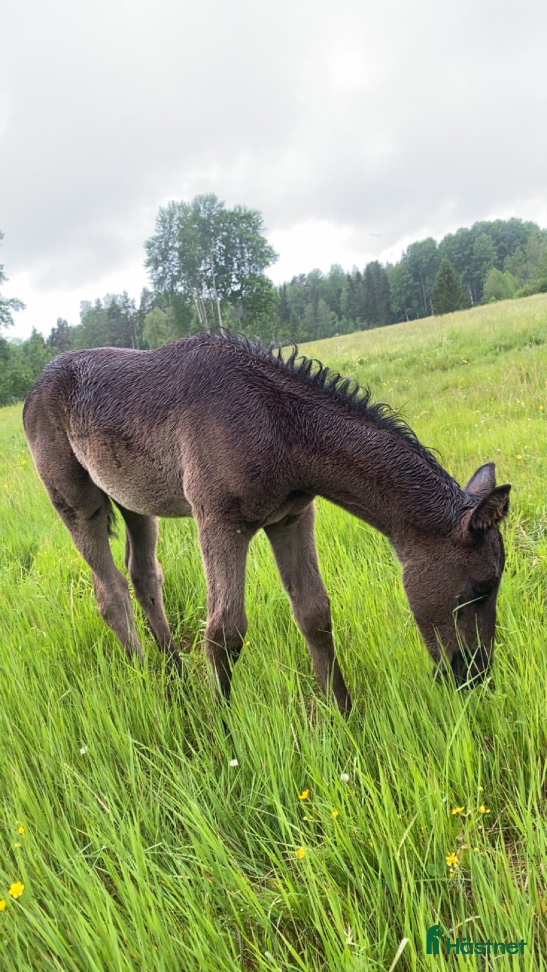 Allround hästar till salu: Hingstföl efter Serious (Svart) i Österbybruk - Bild 5