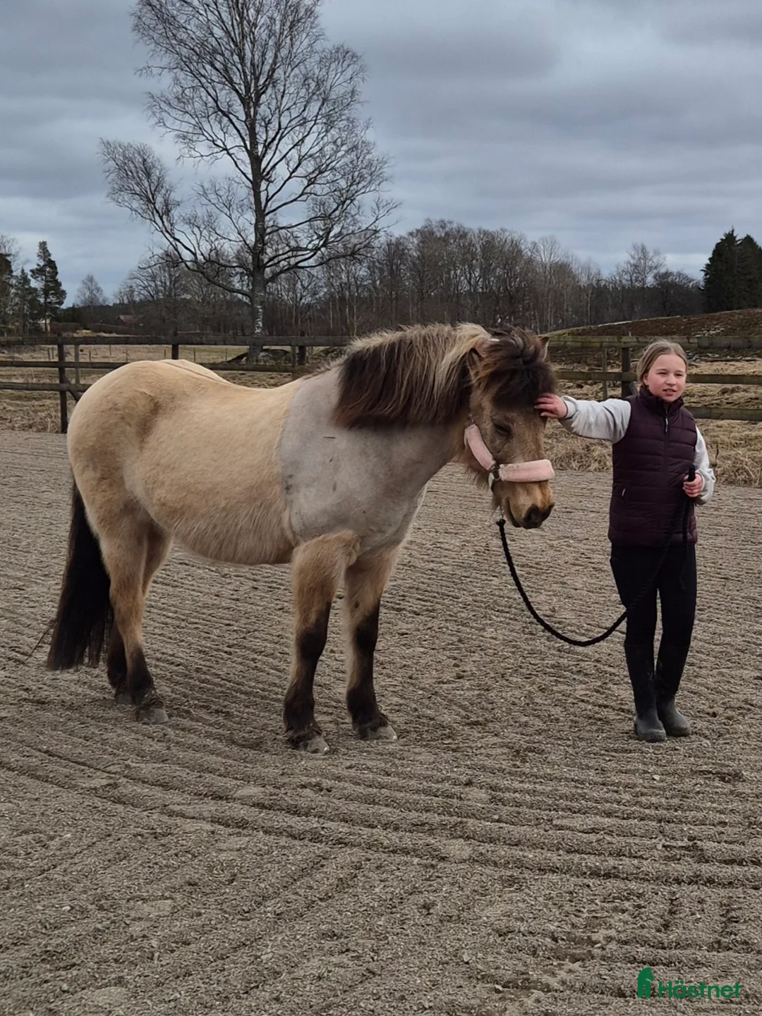 Övrigt hästar sökes: Islänning sökes för köp el foder - Annons 1
