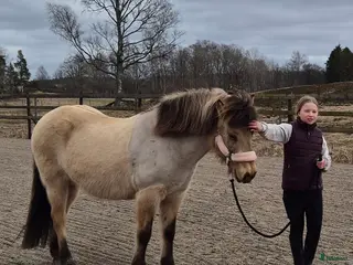 hästar Islänning sökes för köp el foder - Annons 10