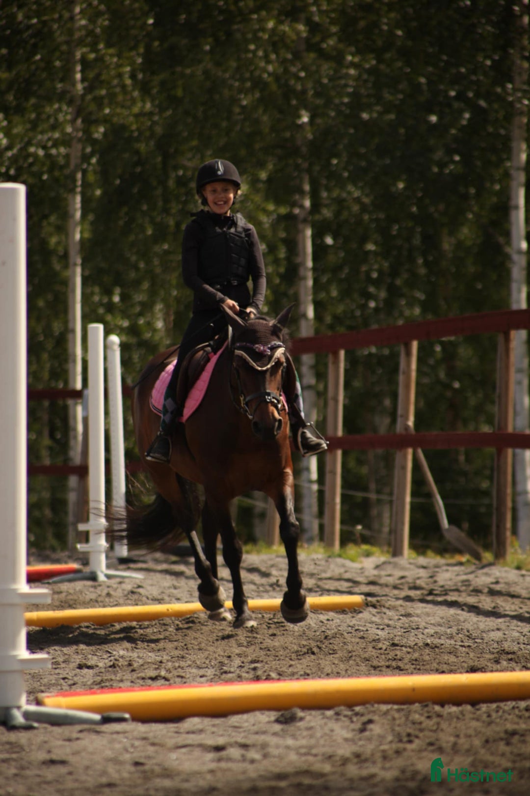 Allround hästar till salu: Fantastisk läromästare & bästa vän.  i Ljusdal - Annons 3