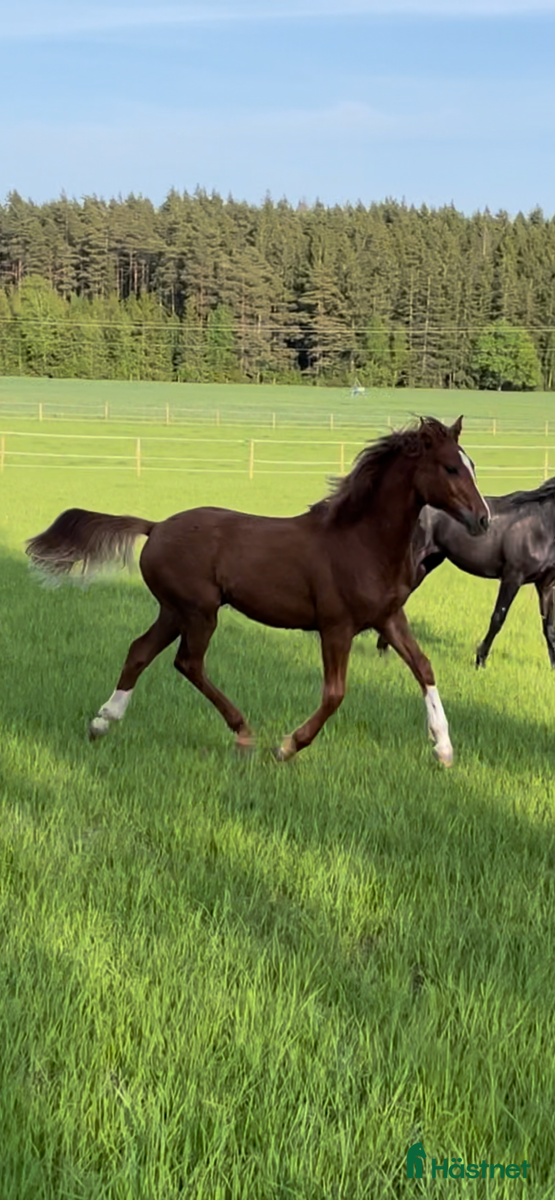 Allround hästar till salu: Elegant 2-årig valack e. Kespri DC ue. Zafferano i Bro - Annons 8