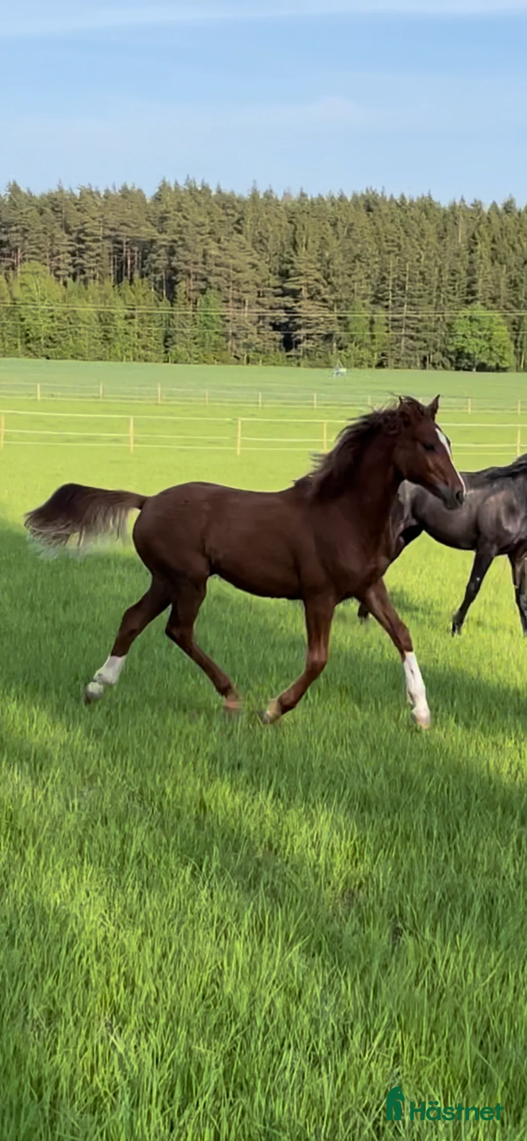 Allround hästar till salu: Elegant 3-årig valack e. Kespri DC ue. Zafferano i Bro - Annons 7