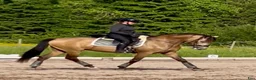 Working Equitation hästar till salu: Kvalitets valack  i Karlskoga - Annons 2