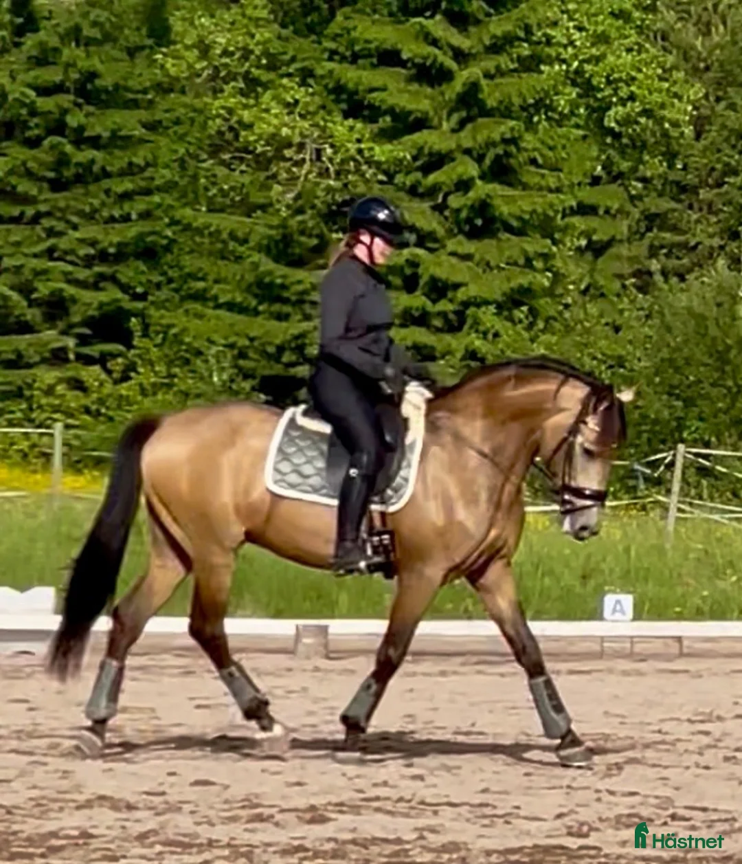 Working Equitation hästar till salu: Kvalitets valack  i Karlskoga - Annons 2