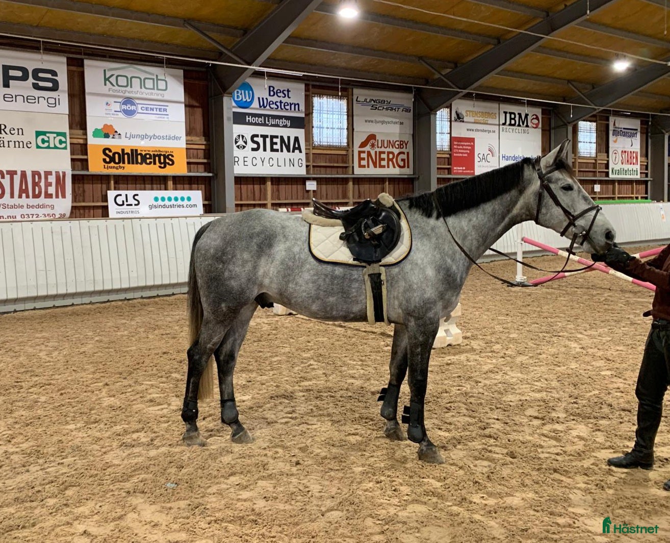  hästar Lyxig allroundhäst i Ljungby - Annons 17