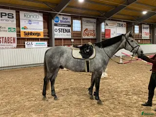 hästar Lyxig allroundhäst i Ljungby - Annons 17