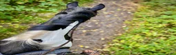 Allround hästar till salu: Vår d-ponny Matrix söker ett nytt hem - Annons 22