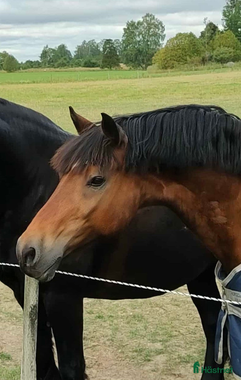  hästar Intressekoll: Welsh Cob valack söker rätt människa i Björklinge - Annons 10