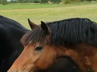 hästar Intressekoll: Welsh Cob valack söker rätt människa i Björklinge - Annons 10