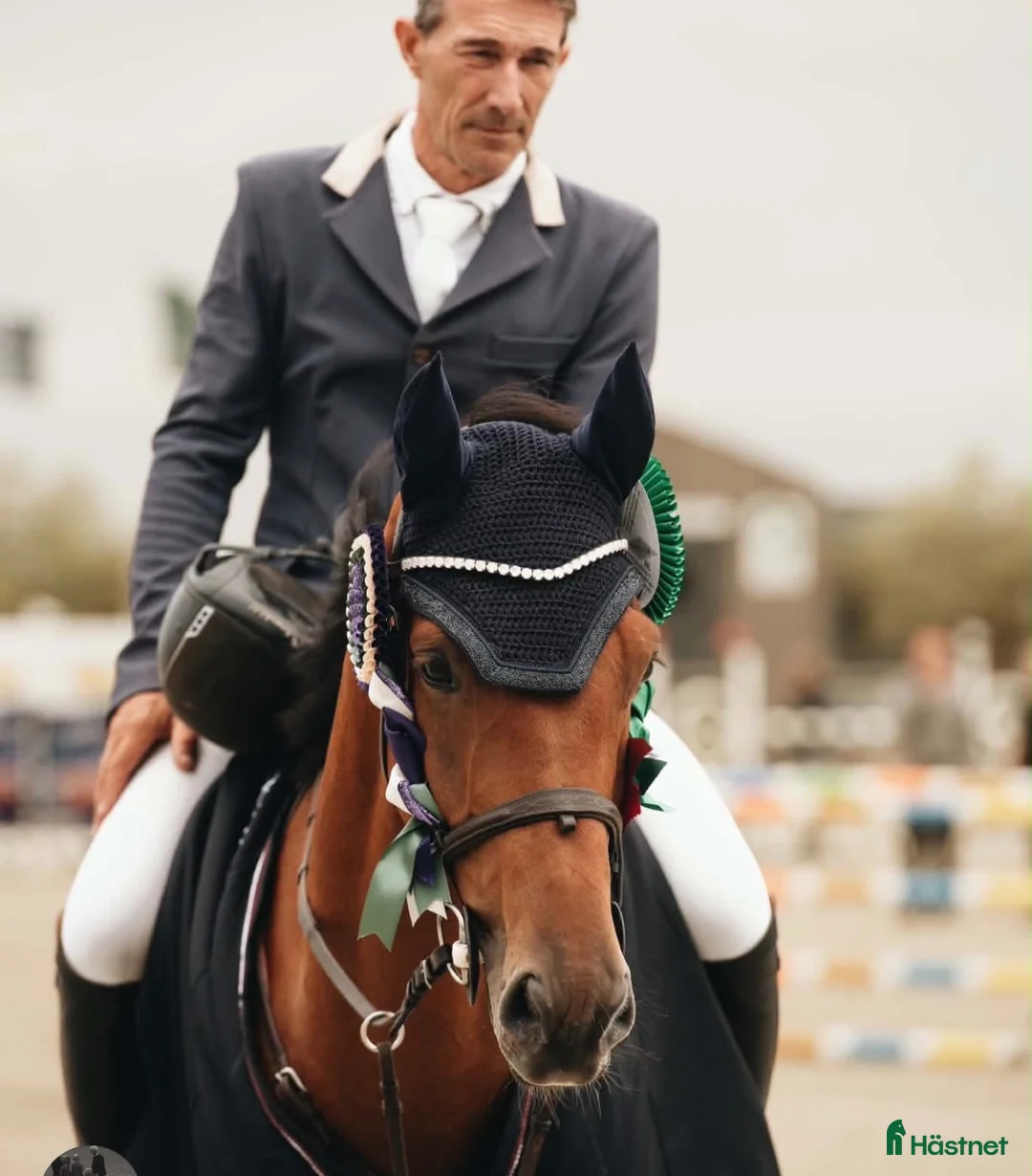 Hoppning hästar till salu: Brave, careful and fun gelding - Annons 1